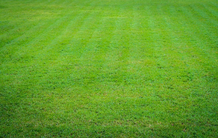 Free Photo piece of turf