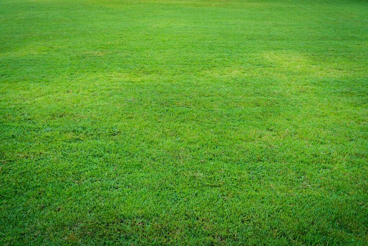 Free Photo piece of turf