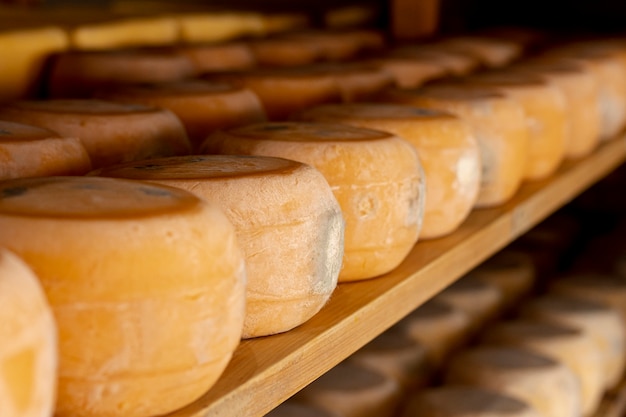 pieces of delicious cheese with close-up