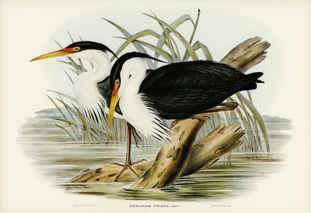 Free photo pied egret (herodias picata) illustrated by elizabeth gould