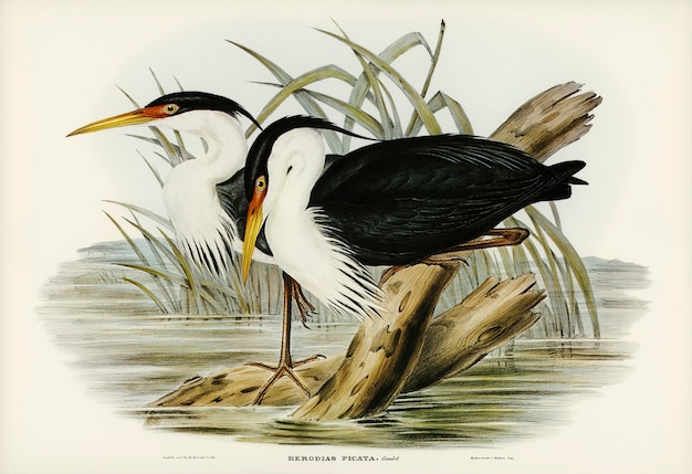 Pied Egret (Herodias picata) illustrated by Elizabeth Gould