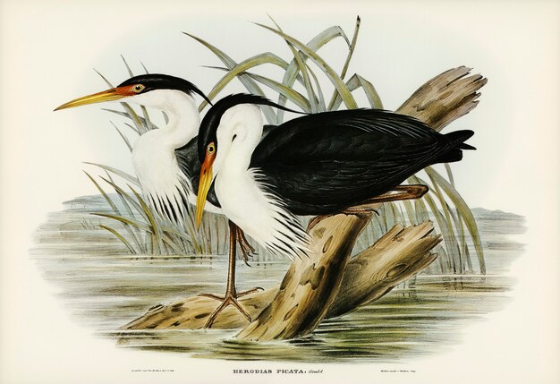 Pied Egret (Herodias picata) illustrated by Elizabeth Gould