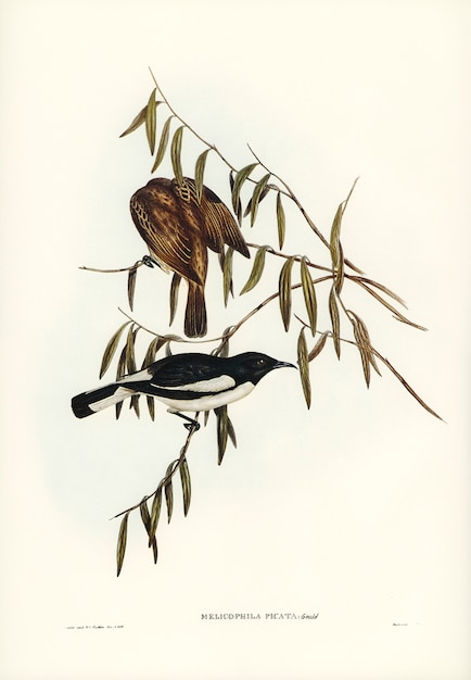 Free photo pied honey-eater (melicophila picata) illustrated by elizabeth gould