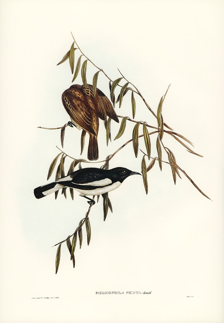 Free Photo pied honey-eater (melicophila picata) illustrated by elizabeth gould 