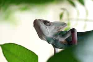 Free photo pied veiled chameleon on branch