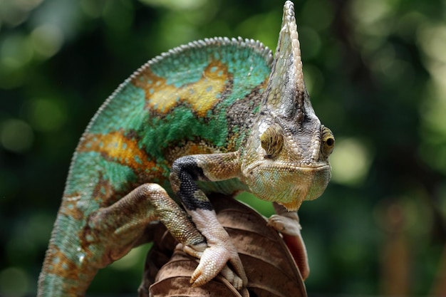 Pied veiled chameleon on dry leaves Pied veiled chameleon closeup with natural background animal closeup