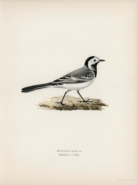 Pied Wagtai Male (MOTACILLA ALBA), иллюстрированный братьями фон Райт.