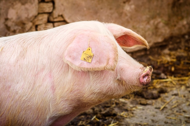 農場で家畜を豚