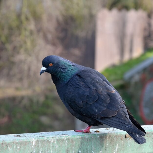 "Pigeon on handrail"