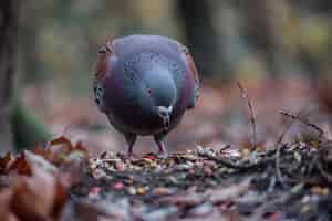 Foto gratuita piccione in ambiente naturale