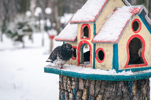 Pigeon near a bright wooden feeder in the winter forest
