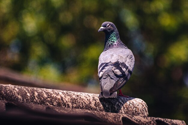 Pigeon perched on a tree log in a park