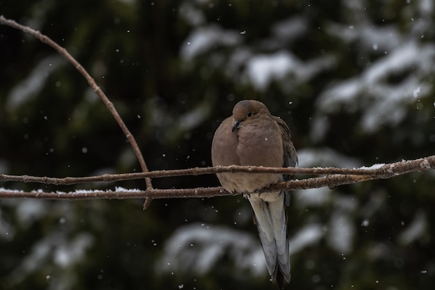 pigeon sitting on a thin branch of a tree under the snow