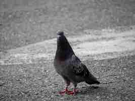 Foto gratuita piccione, specie di uccelli della famiglia columbidae