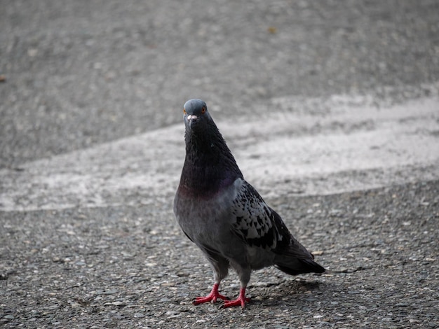 ハト、ハト科の鳥の種