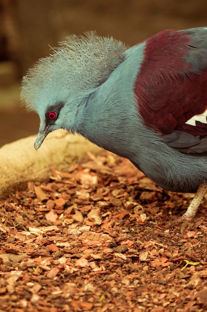 Free photo pigeon