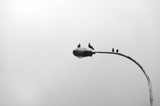 Pigeons on a streetlamp