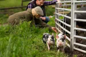 Бесплатное фото Свиньи пасутся вокруг фермы