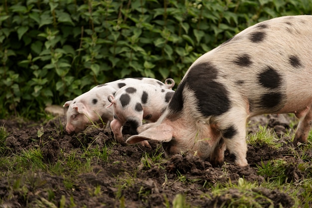 Free photo pigs grazing  around farm