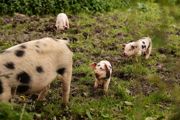 Pigs grazing  around farm