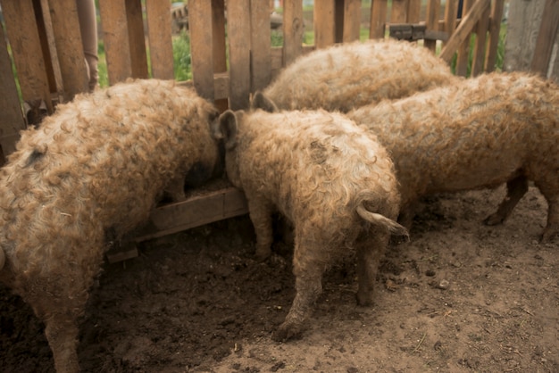 Foto gratuita maiali nel porcile di una fattoria