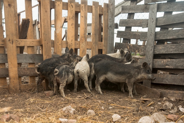 Maiali nel porcile di una fattoria