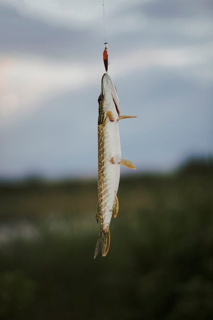 Free photo pike fish hanging on fishing lure against blurred background