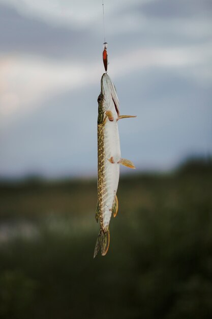 Pike fish hanging on fishing lure against blurred background