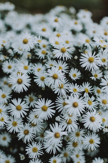 Pile of daisies growing in the middle of a field very close to each other creating a big bouquet