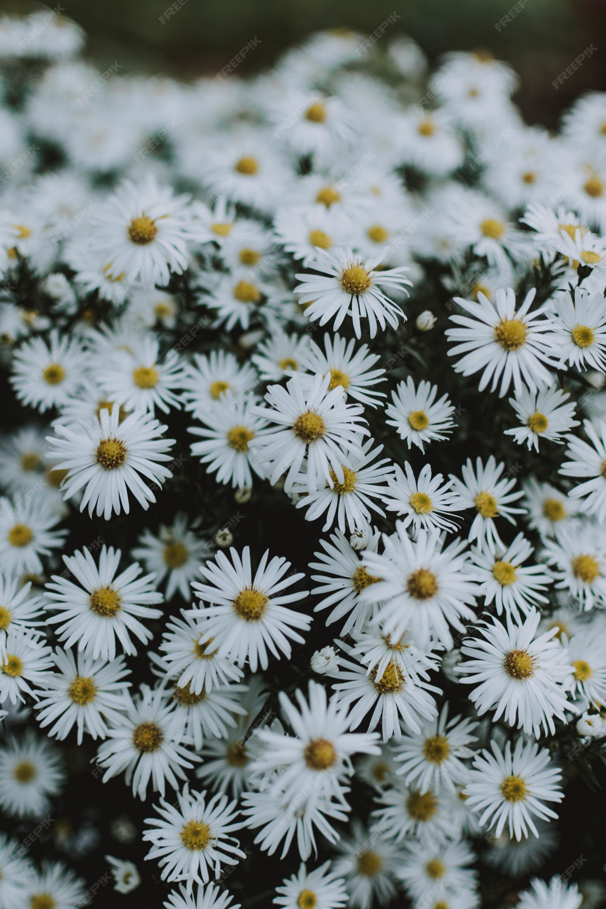 Free Photo | Pile of daisies growing in the middle of a field very ...