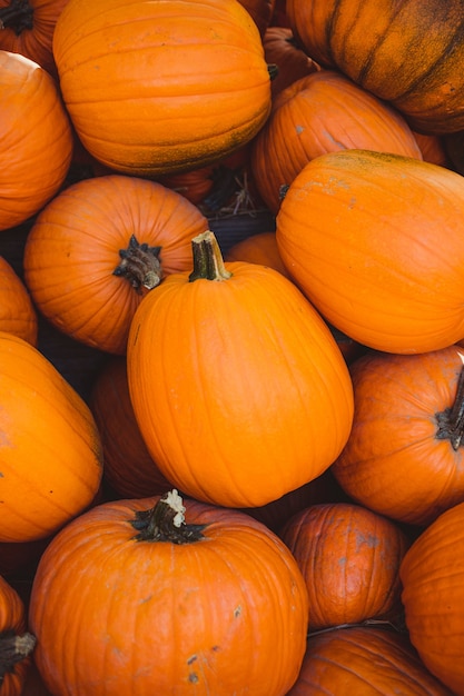 Pile of orange pumpkin