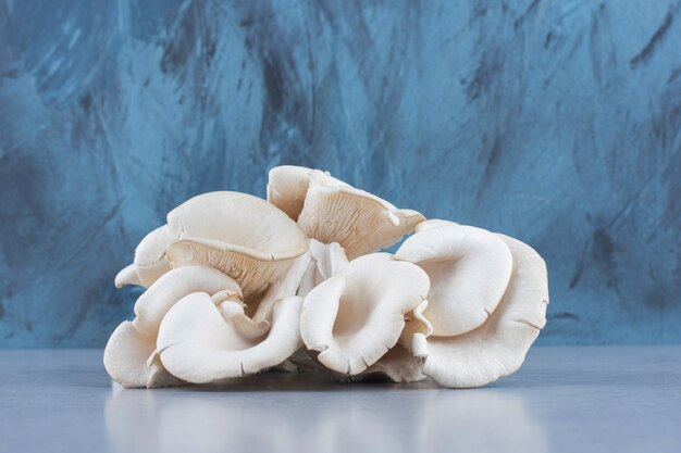 Pile of oyster mushroom on grey background. 