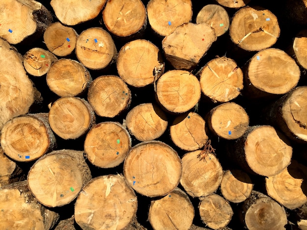 木材加工産業で板に切断する準備ができている松の丸太の山