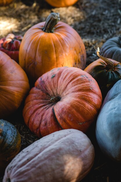 Pile of pumpkins