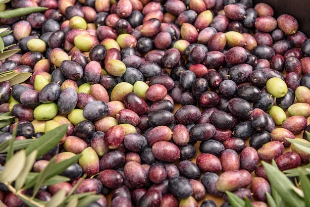 Pile of raw black and green olives, with leaves.