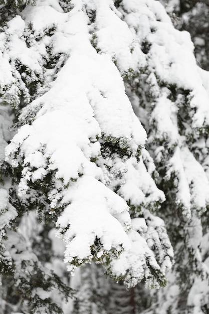 Pine branches and leaves under snow