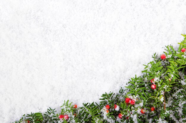 Pine branches with red berries on snow