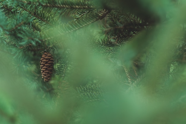 Free photo a pine cone through a blurred green plant