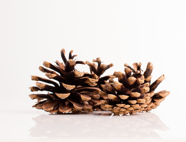 Free photo pine cones on a white background