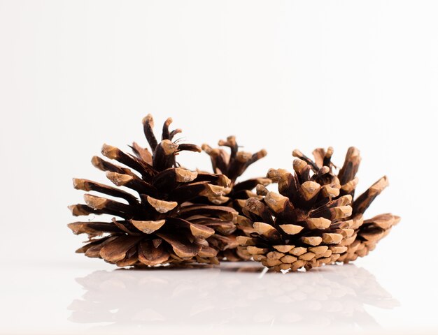 Pine cones on a white background