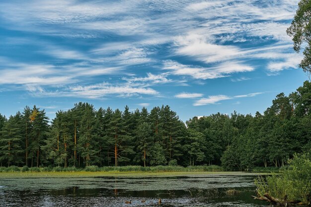 Pine forest northern forest and forest lake blue sky with summer clouds nature background Horizontal frame idea for wallpaper or banner about forest ecosystem