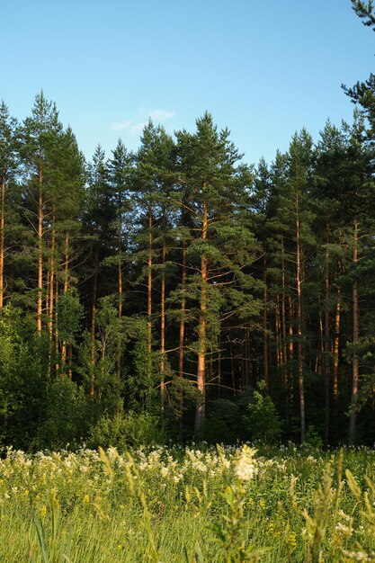 Сосновый лес на закате вертикальная рамка фона идея для обоев или телефона
