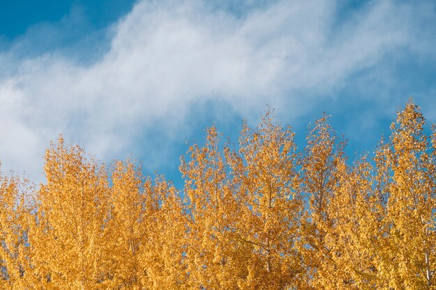 松の木とインド・ラダックの青い空の秋