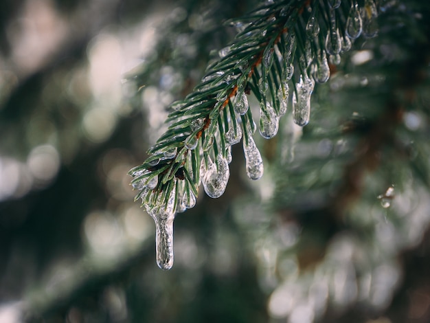 pine tree branch covered with frozen water droplets