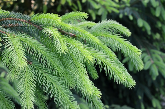 Pine tree branch