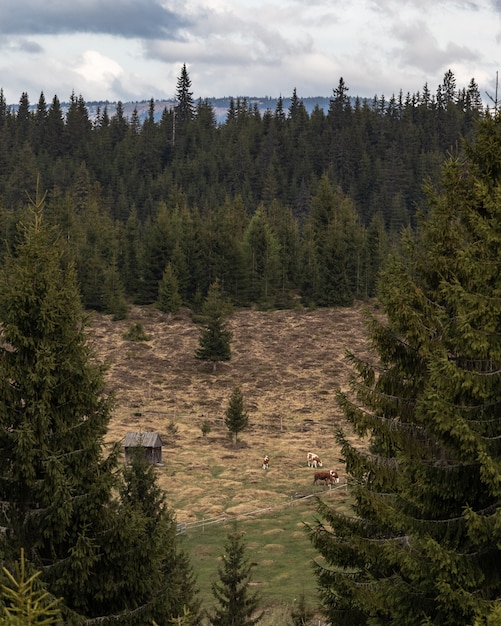 Pine tree forest landscape