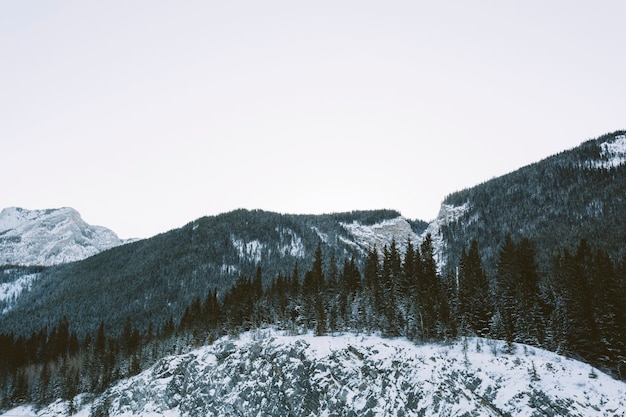 Pine tree forest on mountains