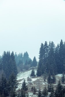 写真の外の霧の時間の山の松の木