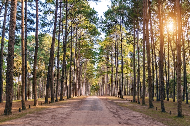 Pine tree and road in forest.