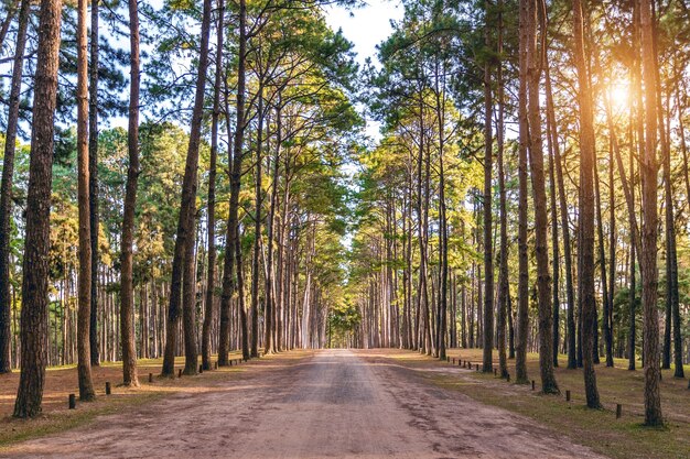 Pine tree and road in forest.